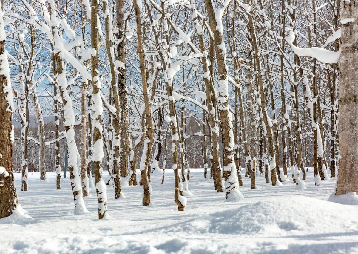 Japanese forest with snow, Hokkaido