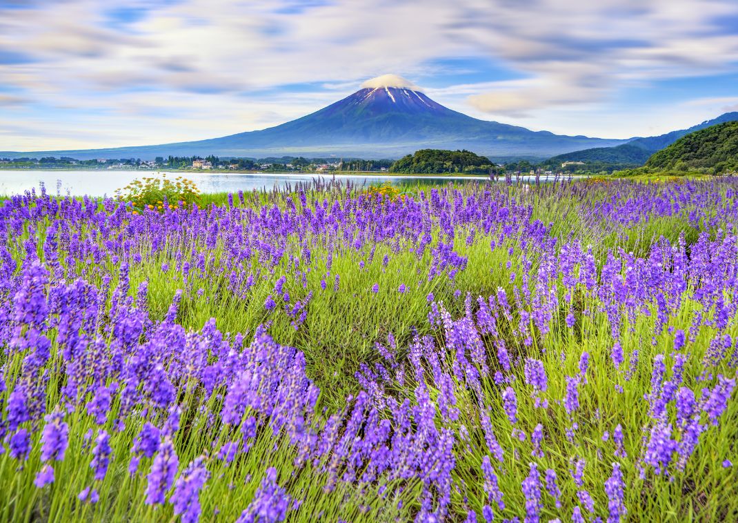 Lavender field at Mt Fuji, Japan.