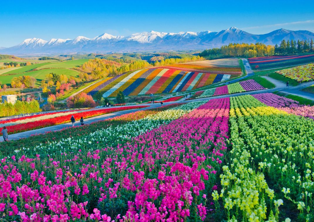 Flower fields in Hokkaido, summer