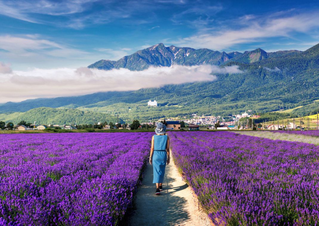 Woman walking through beautiful purple lavender field in Japan in summer