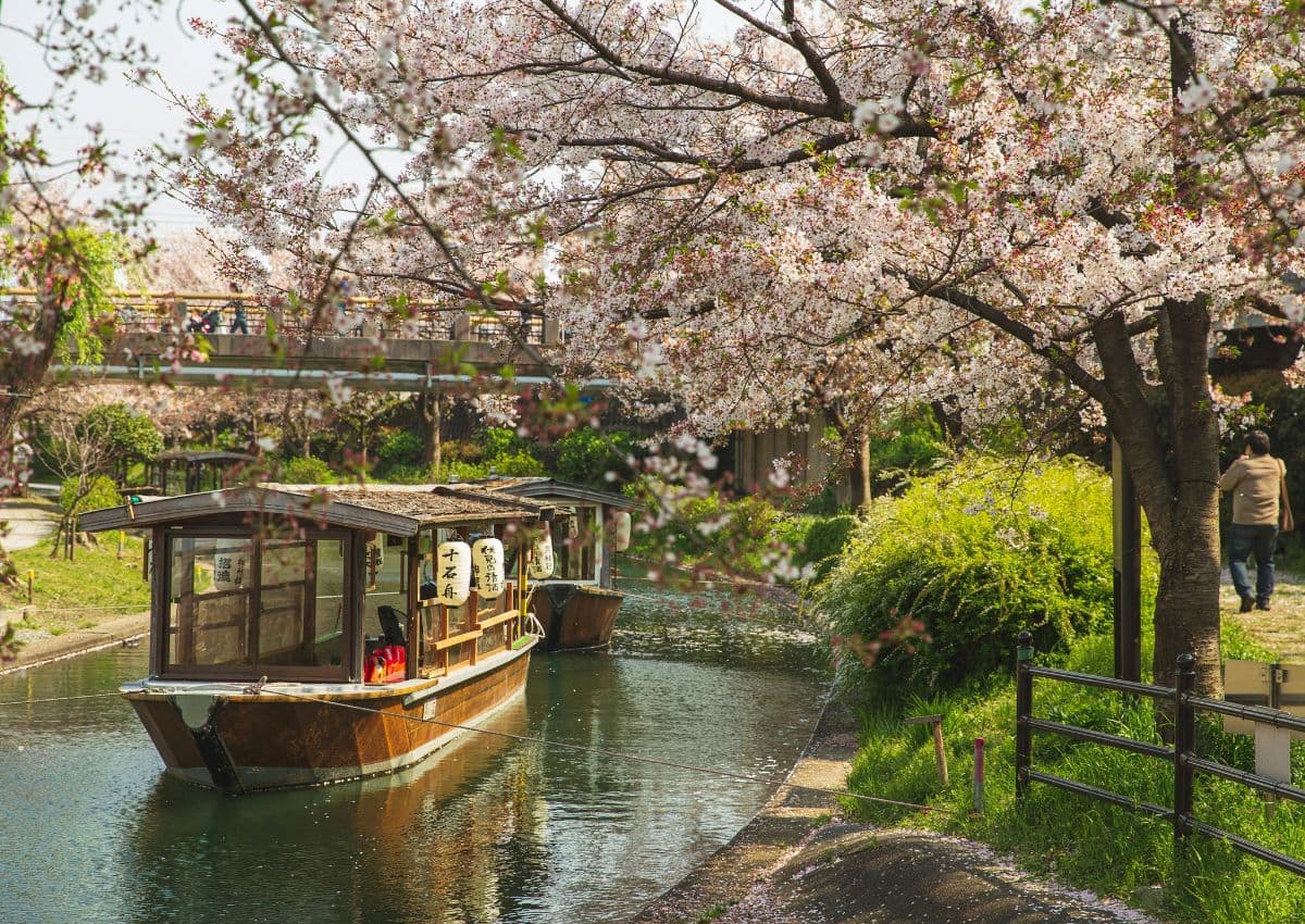  Sakura Boat Cruise on Fushimi Canal, Kyoto
