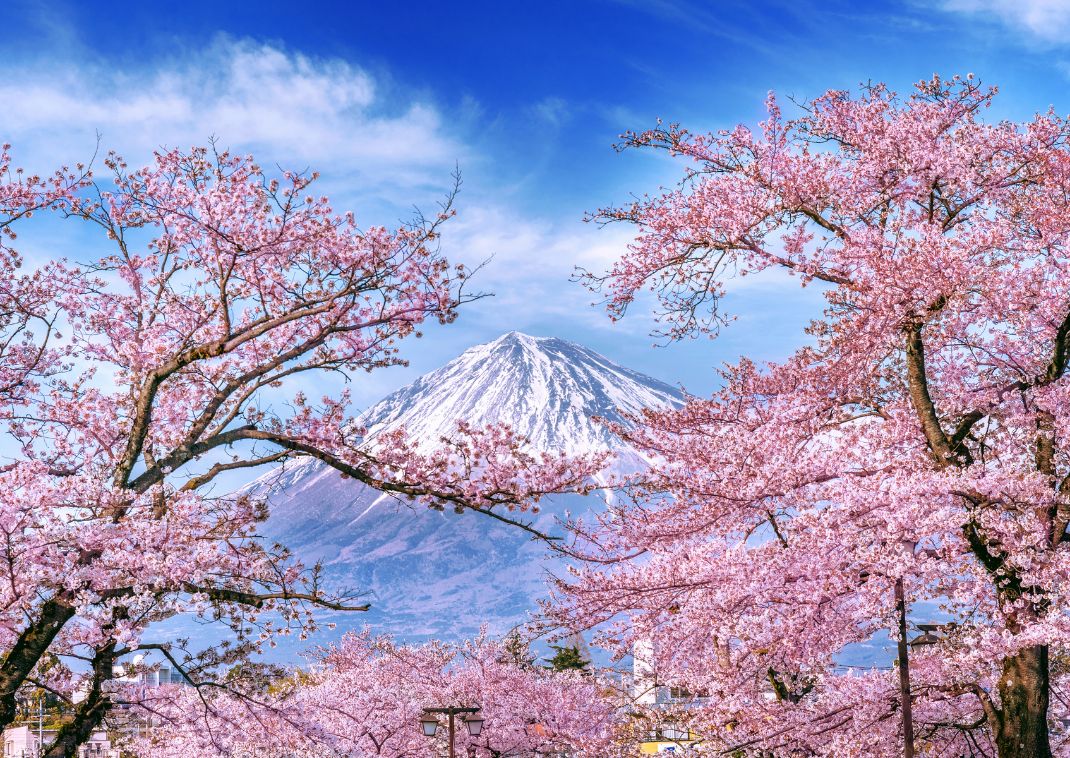 Mount Fuji with cherry blossoms, Japan