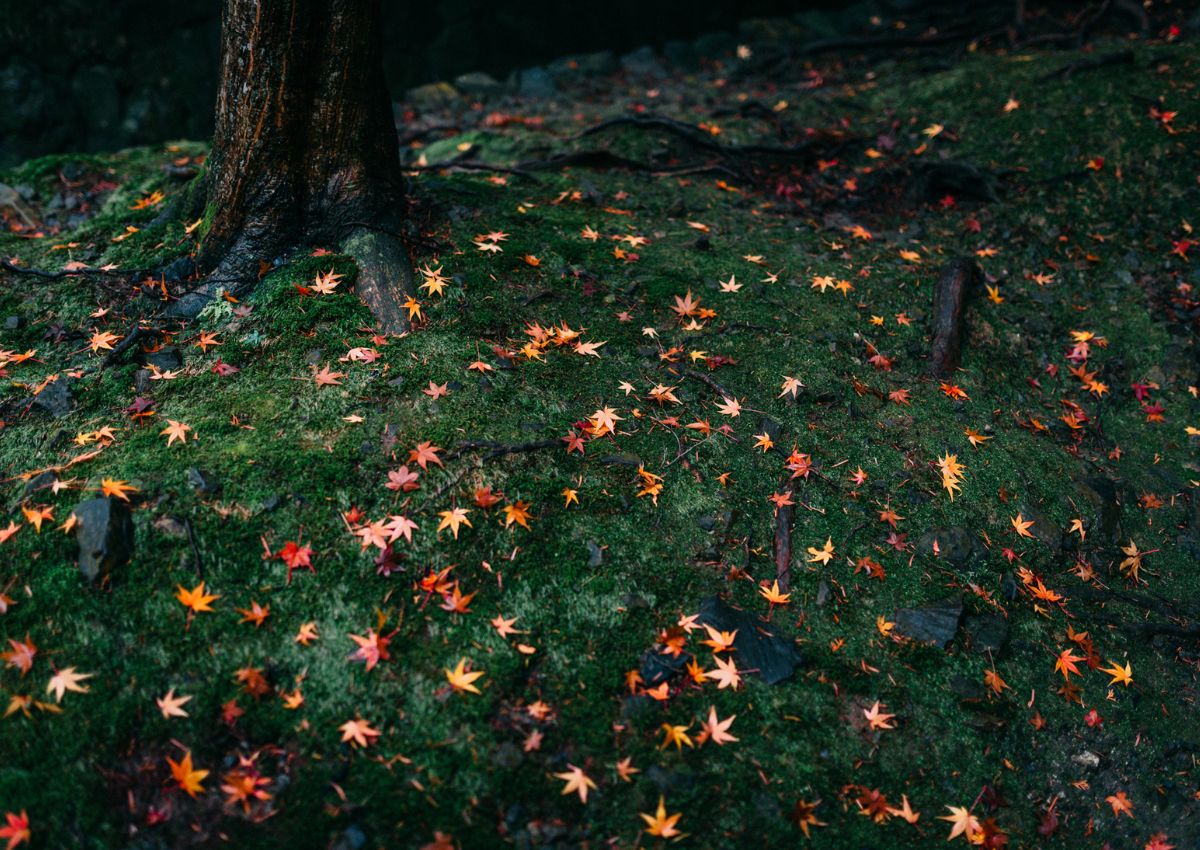 Fall Japanese maple leaves on moss in Kyoto