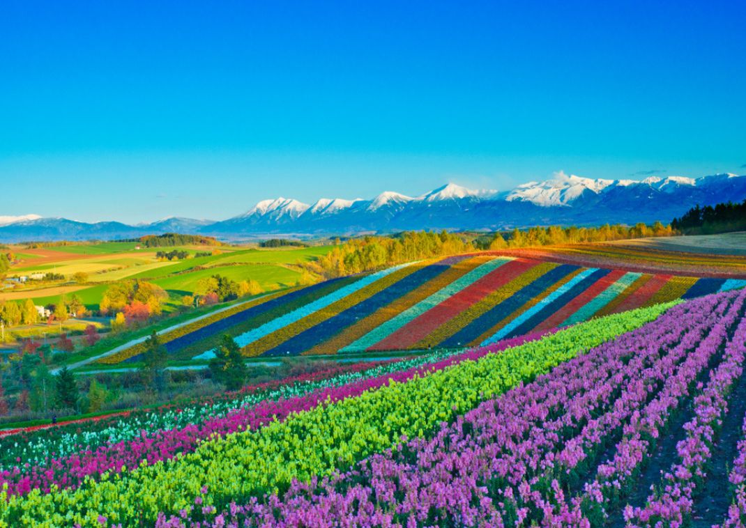 Flower fields in Biei, Hokkaido