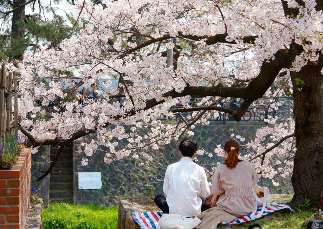 Couple enjoying a relaxing picnic under cherry blossoms