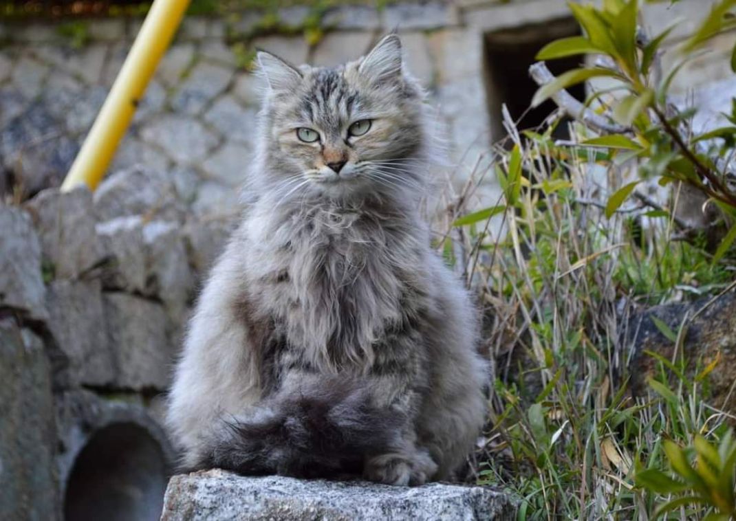 Onomichi cat sitting on a stone