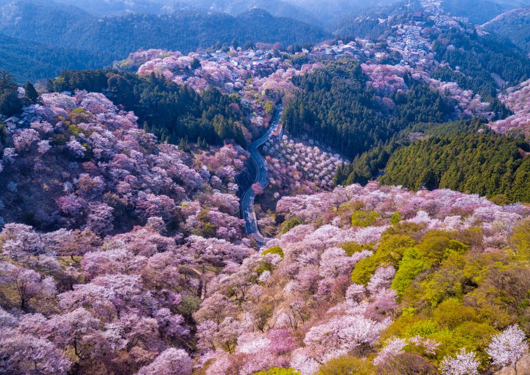 Yoshino mountain, Japan