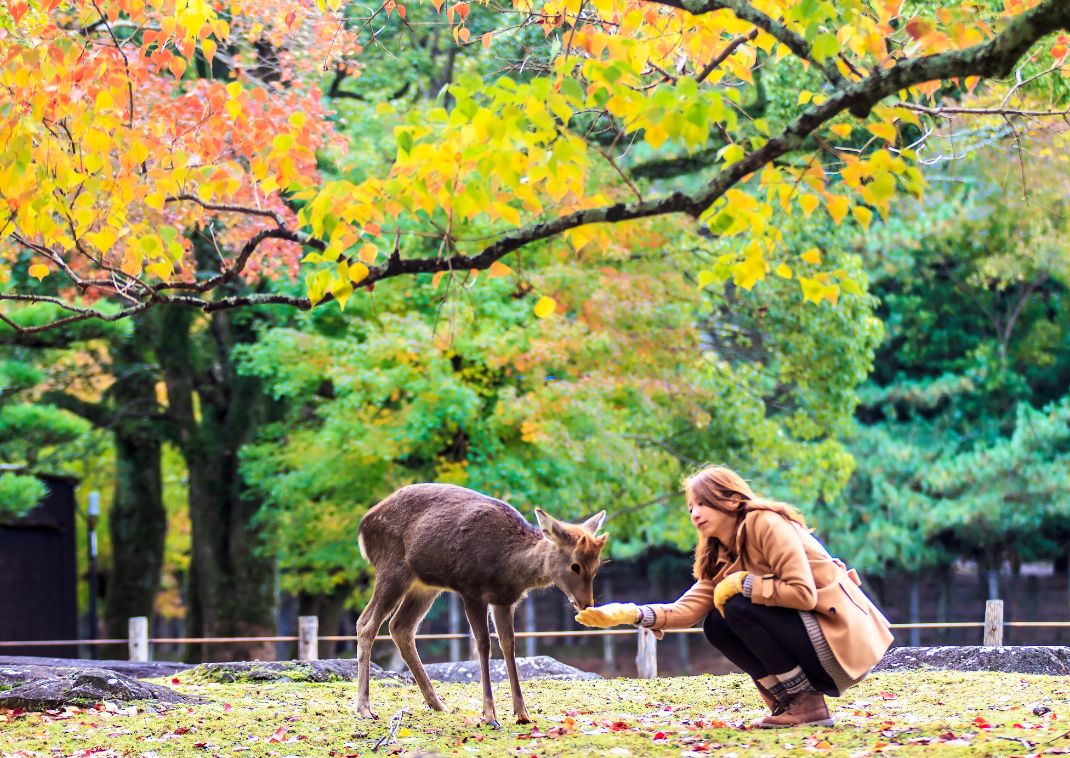 Visitors feed wild deer in Nara, Japan