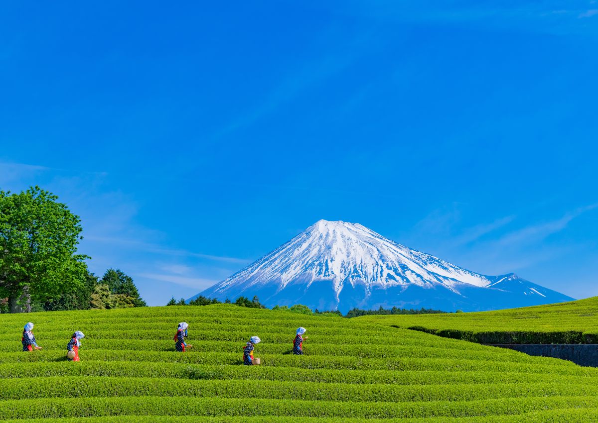 Obuchi Sasaba tea fields with Mt Fuji, Shizuoka, Japan