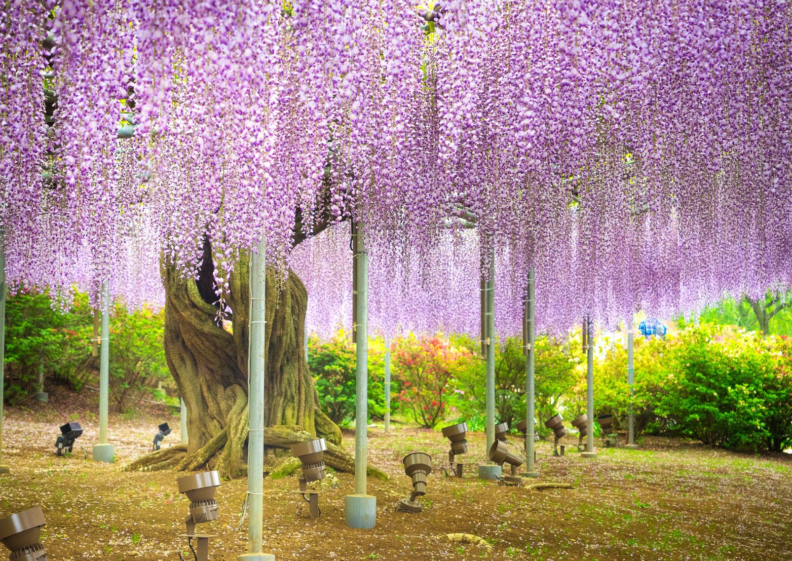 Purple wisteria blossom tree at Ashikaga flower park, Tochigi, Japan