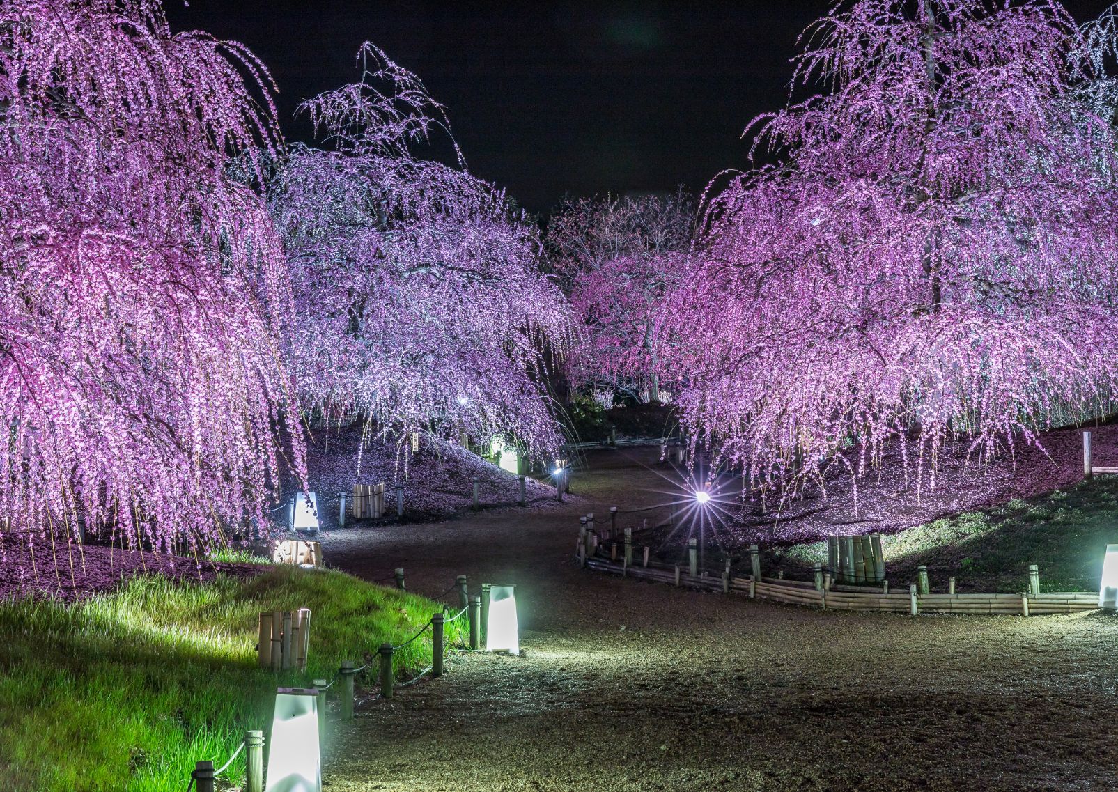 Weeping plum blossoms at night, Japan