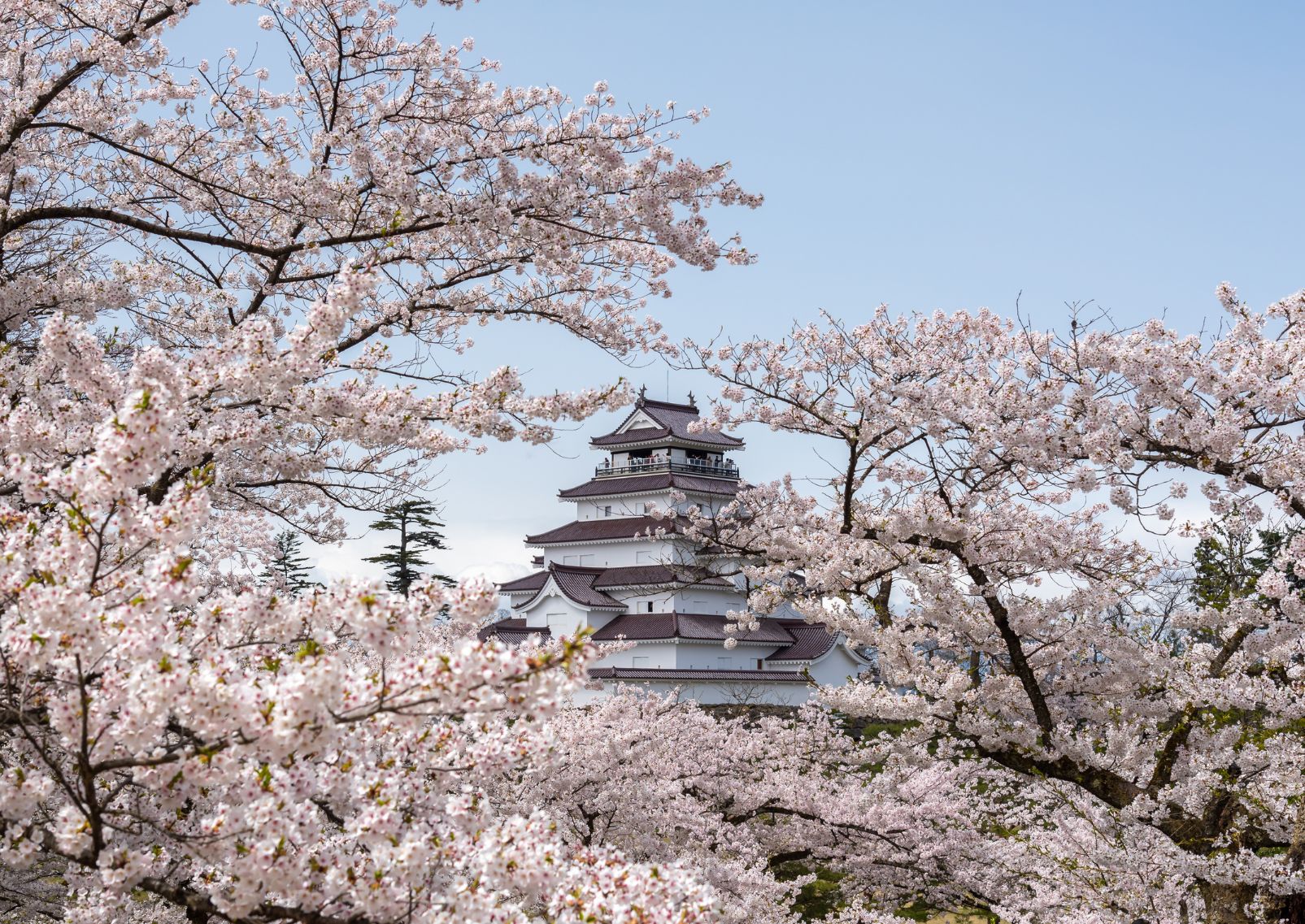 Tsuruga Castle in spring, Aizuwakamatsu, Fukushima, Japan