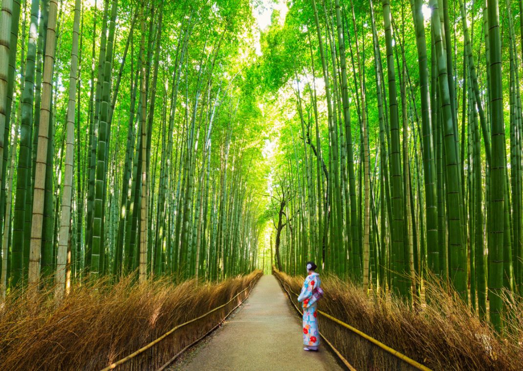Girl in yukata in the Bamboo Forest at Arashiyama, Kyoto, Japan