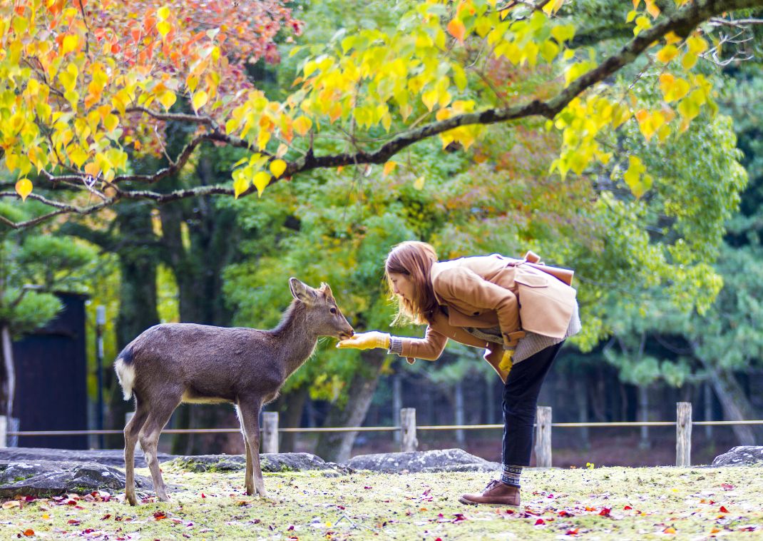 The fall season with beautiful maple colour at Nara Park, Japan