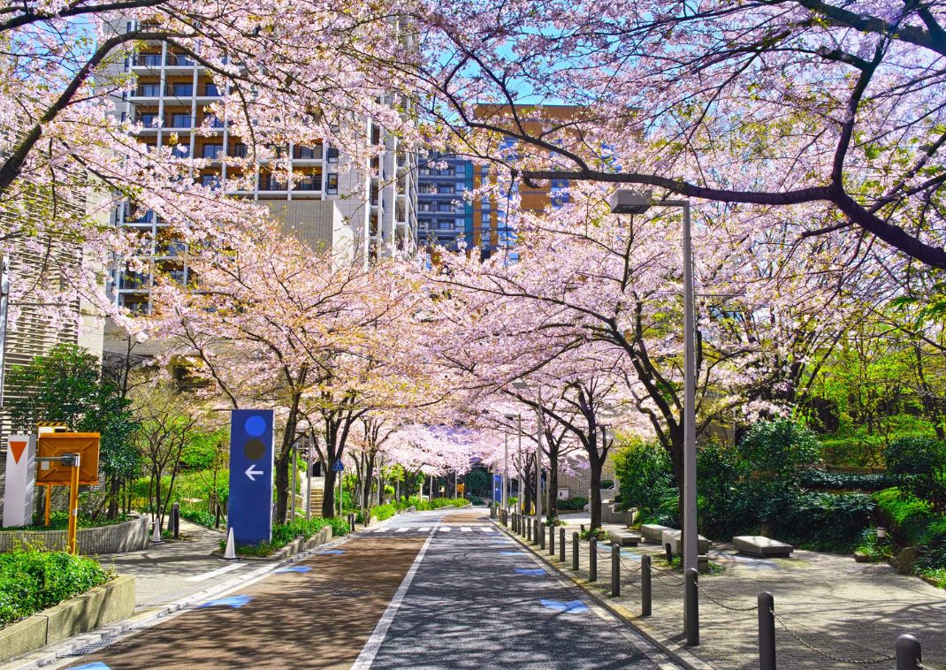 Street with cherry blossoms in city, Japan