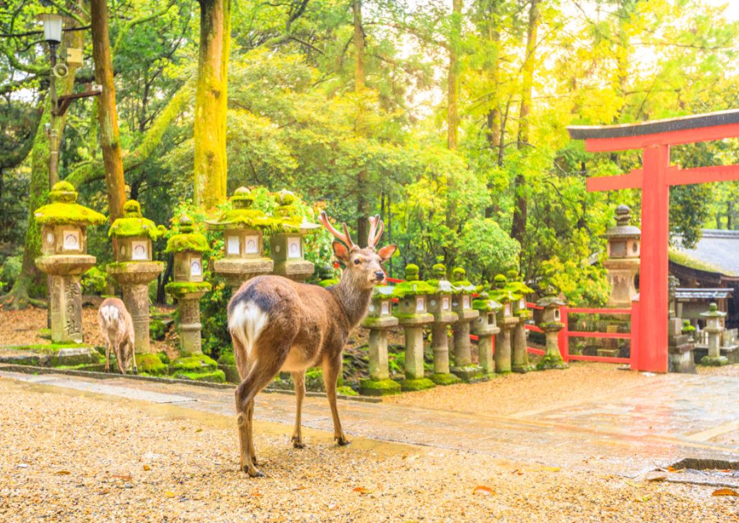 Deer in front of torii shrine gate in Nara, Japan