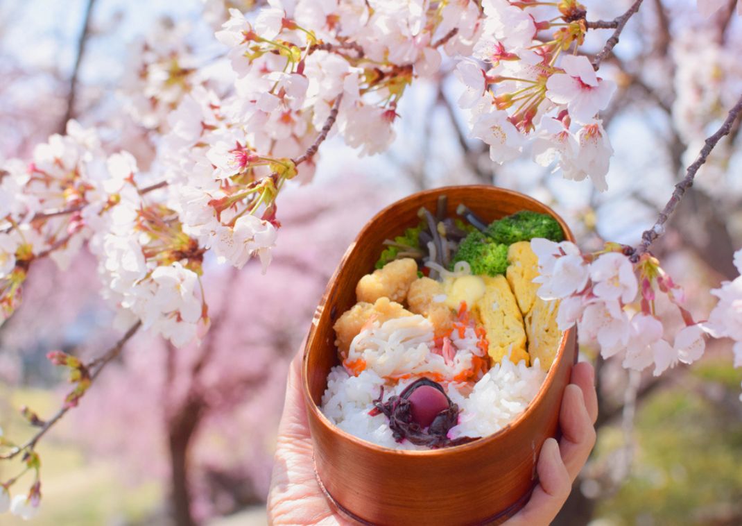 A bento box filled with delicious food in front of a cherry blossom tree
