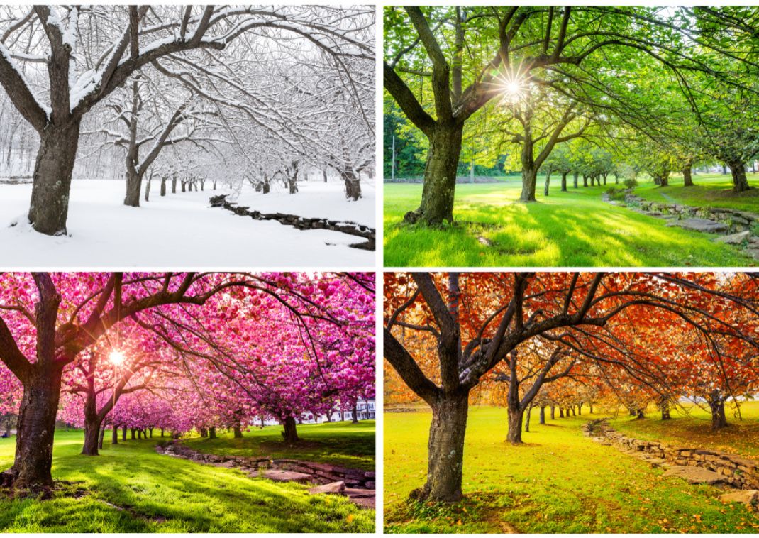 Seasons throughout the year in a park