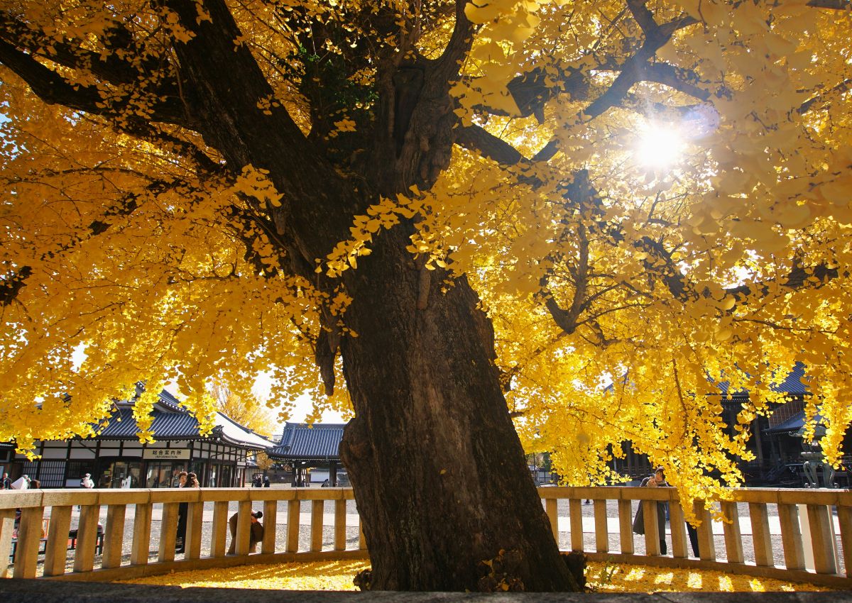 Giant ginkgo biloba tree in autumn temple garden, Kyoto, Japan