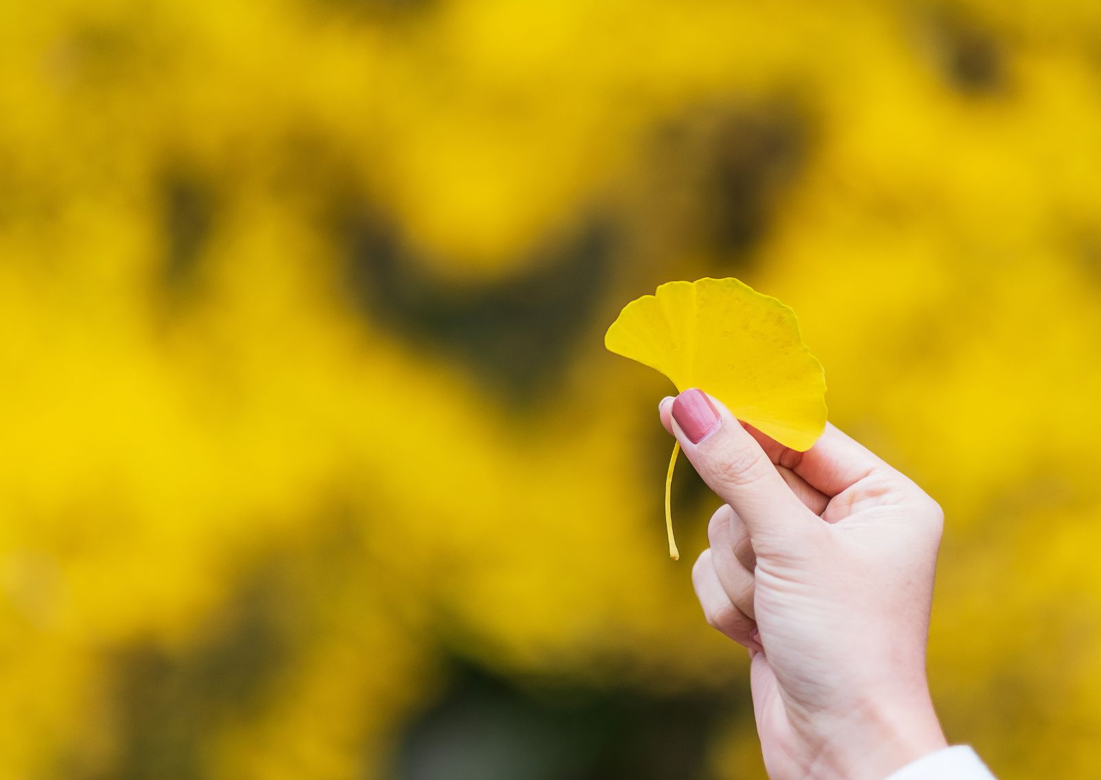 Woman hand holding yellow ginkgo biloba leaf in the garden, fall foliage leaves