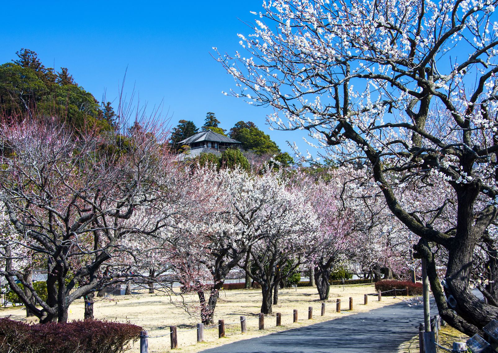 Plum grove in Kairakuen Garden, Mito, Japan