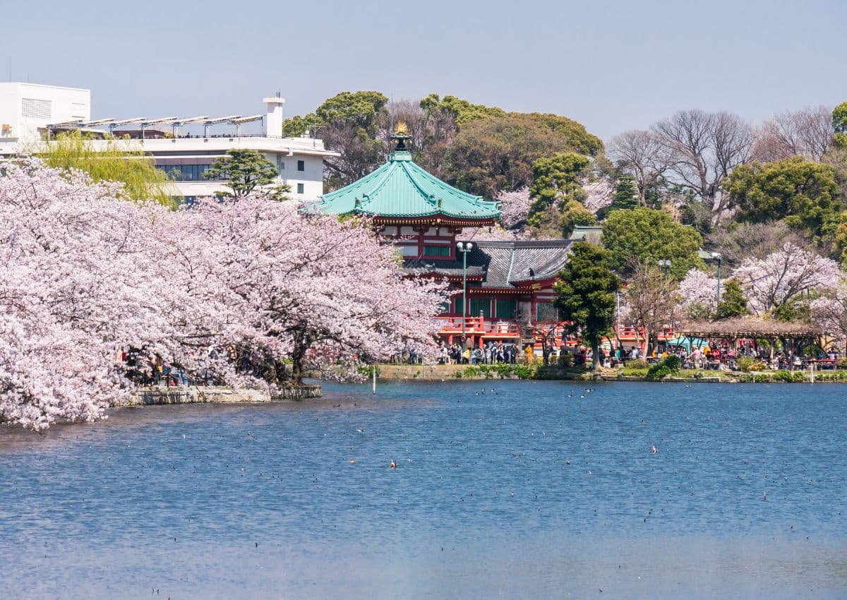 Ueno park’s lake with cherry blossoms, Tokyo