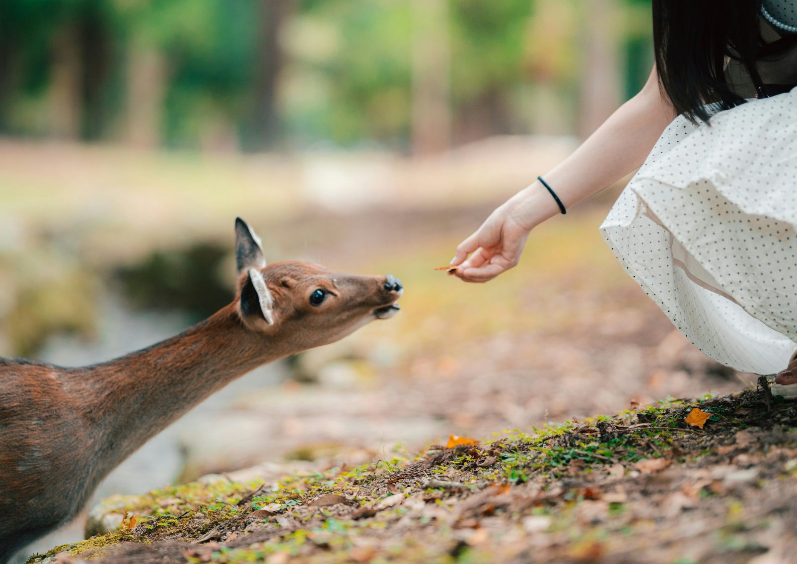 Deer licking a tourist’s hand in front of a shrine in Nara, Japan