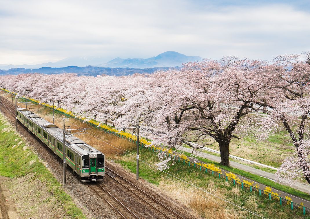Train in Japan running alongside a line of cherry blossom trees