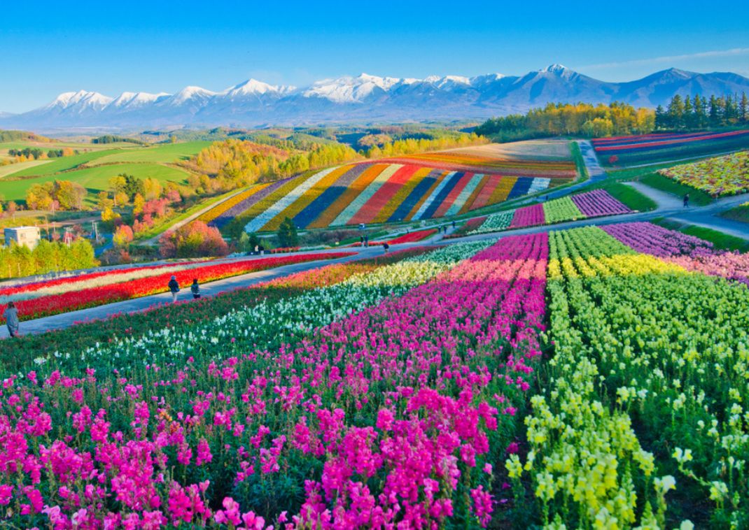 Beautiful flower gardens in Biei, Hokkaido