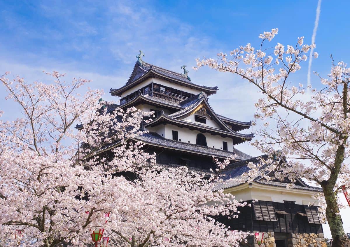 Matsue Castle with cherry blossoms in Shimane, Japan