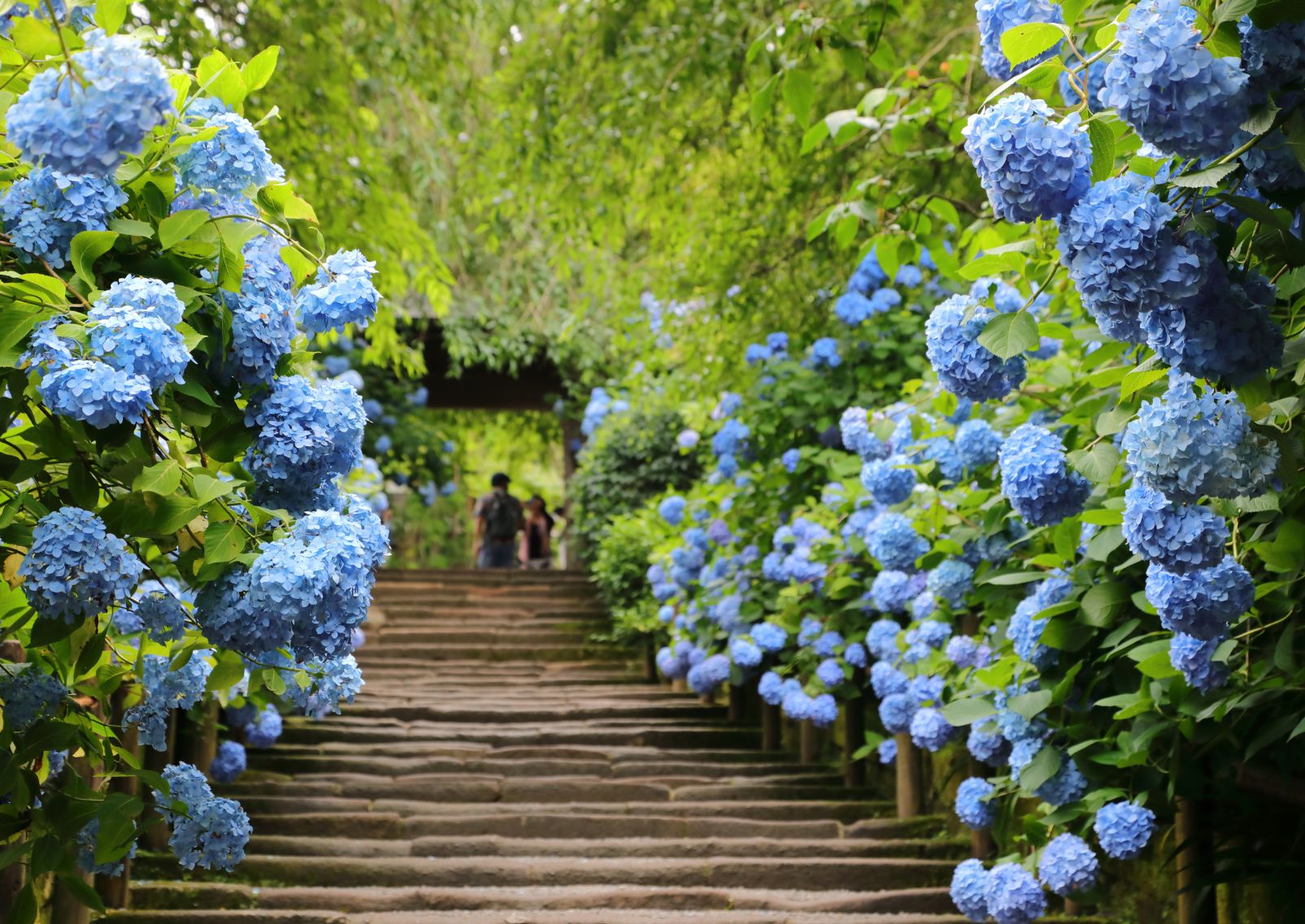 Hydrangea in the rain at Meigetsuin Temple, Kamakura, Japan