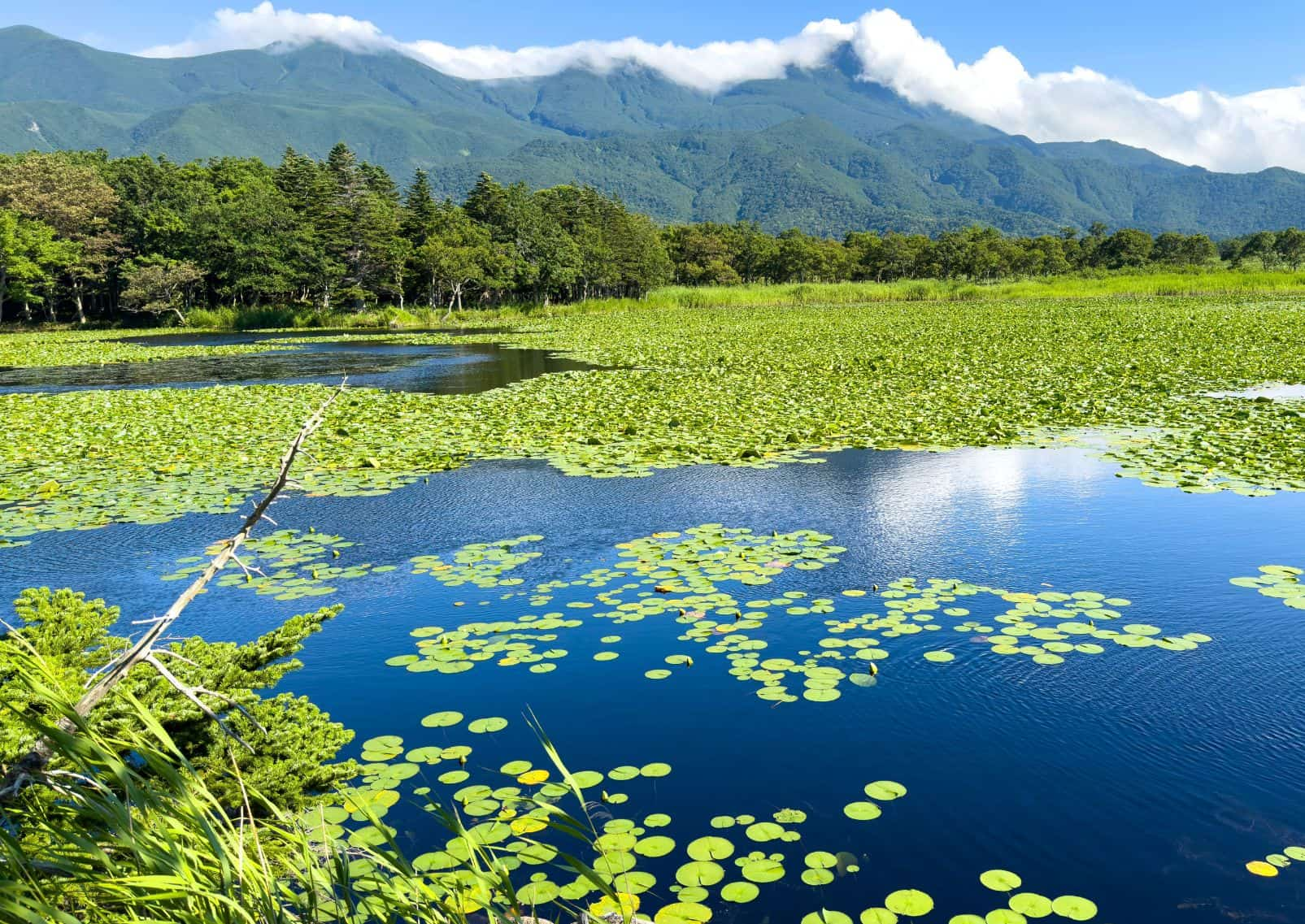 Shiretoko National Park in summer with greenery and blue skies with mountains in the distance