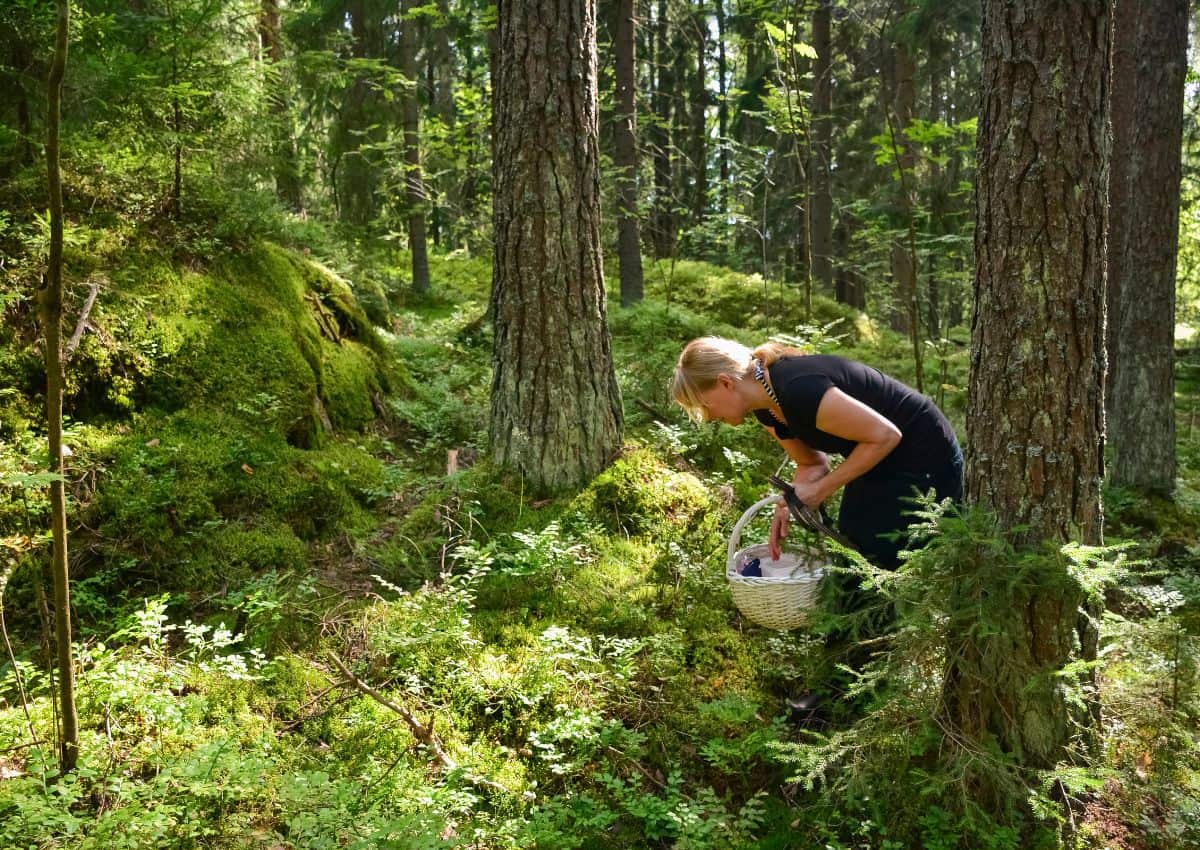 Woman picking blueberries in a forest