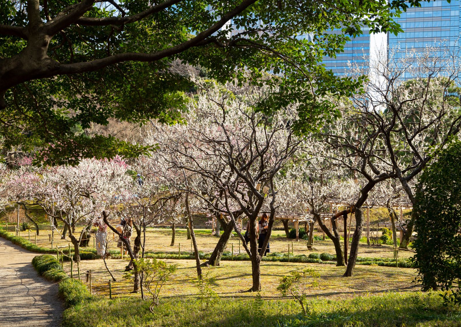 Plum grove in Koishikawa Korakuen, Tokyo, Japan