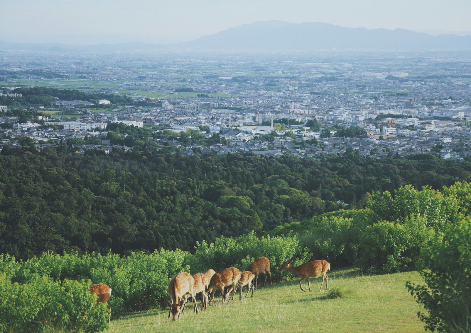 Herd of deer on mountains with city overview, Nara, Japan