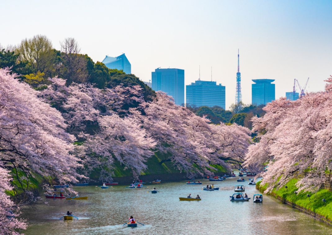 Famous Tokyo hanami spot, Chidorigafuchi Park, with boats going along the river