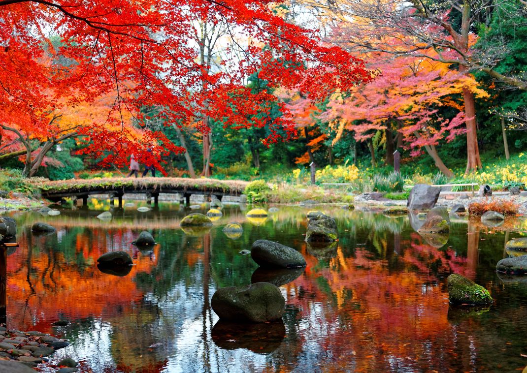  Maple trees reflected in the pond in Koishikawa Korakuen, Tokyo, Japan