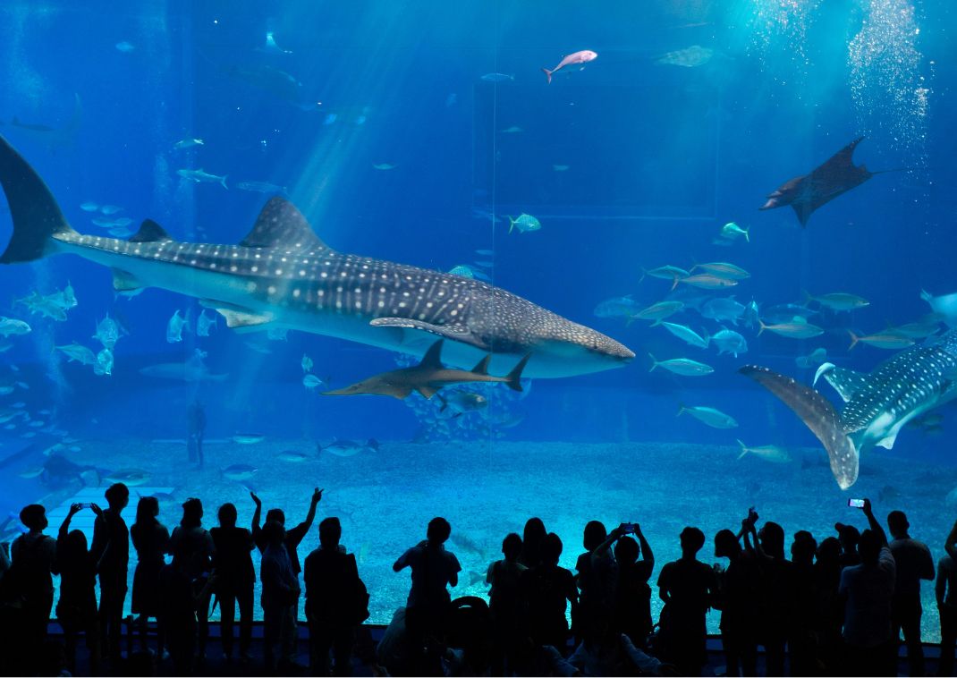 Kuroshio Aquarium of Churaumi Aquarium, Okinawa