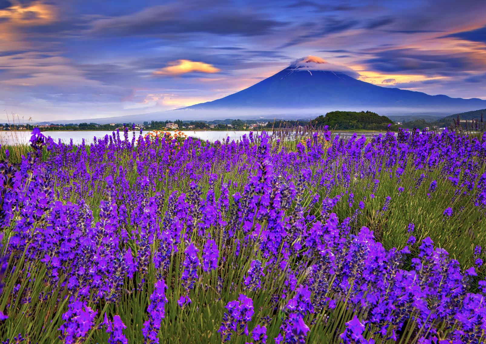 Lavender field across Mt Fuji, Lake Kawaguchi, Japan