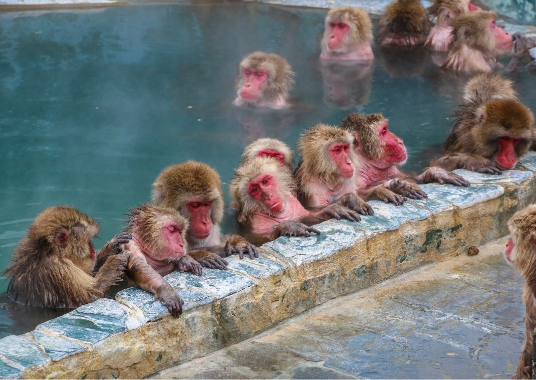 Bathing monkeys in Jigokudani Monkey Park, Nagano, Japan