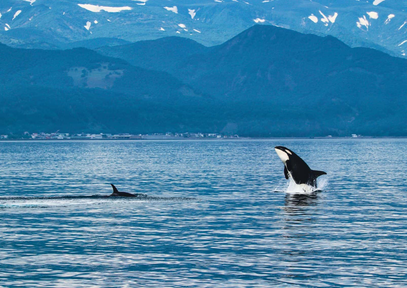 </p> Wild killer whales in the World Natural Heritage Site Shiretoko