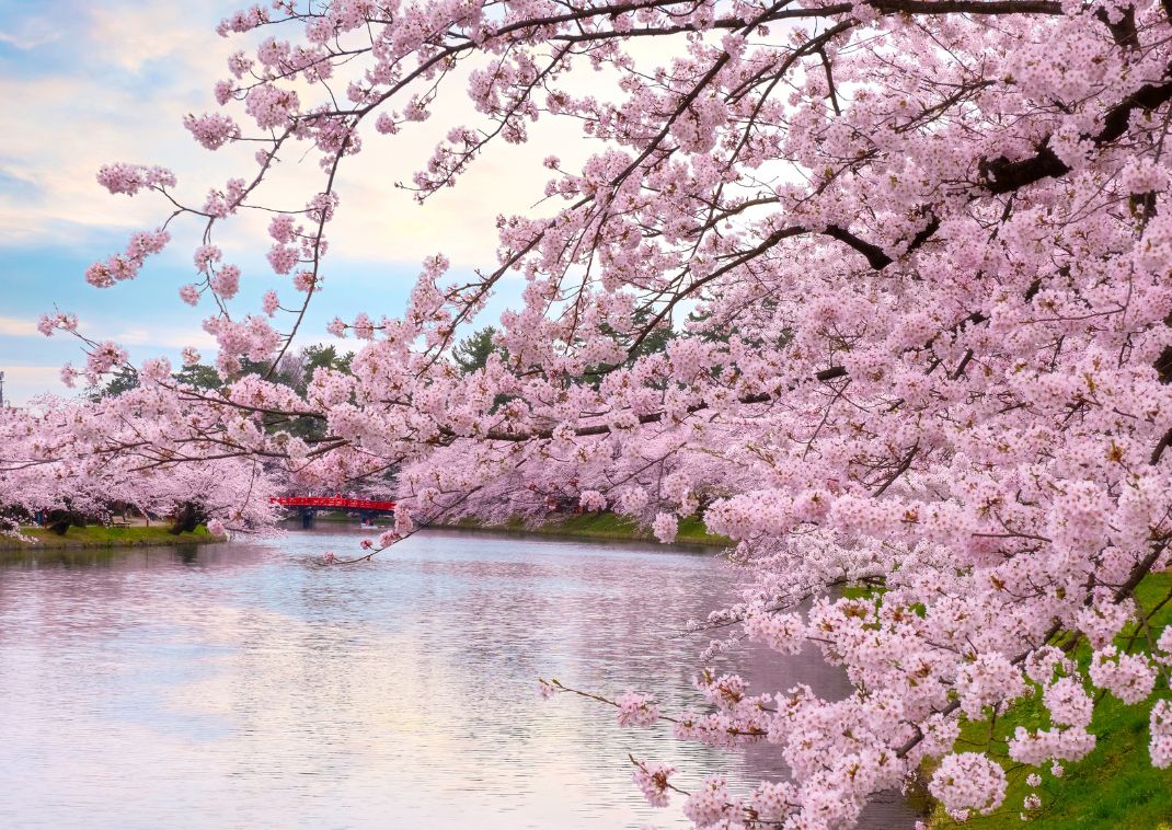 Hirosaki Cherry Blossom Festival over the water