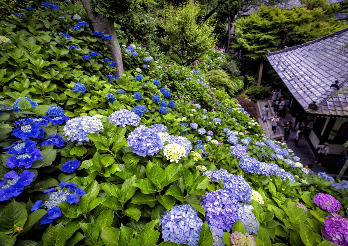 Hydrangeas at Hasedera Temple, Kamakura