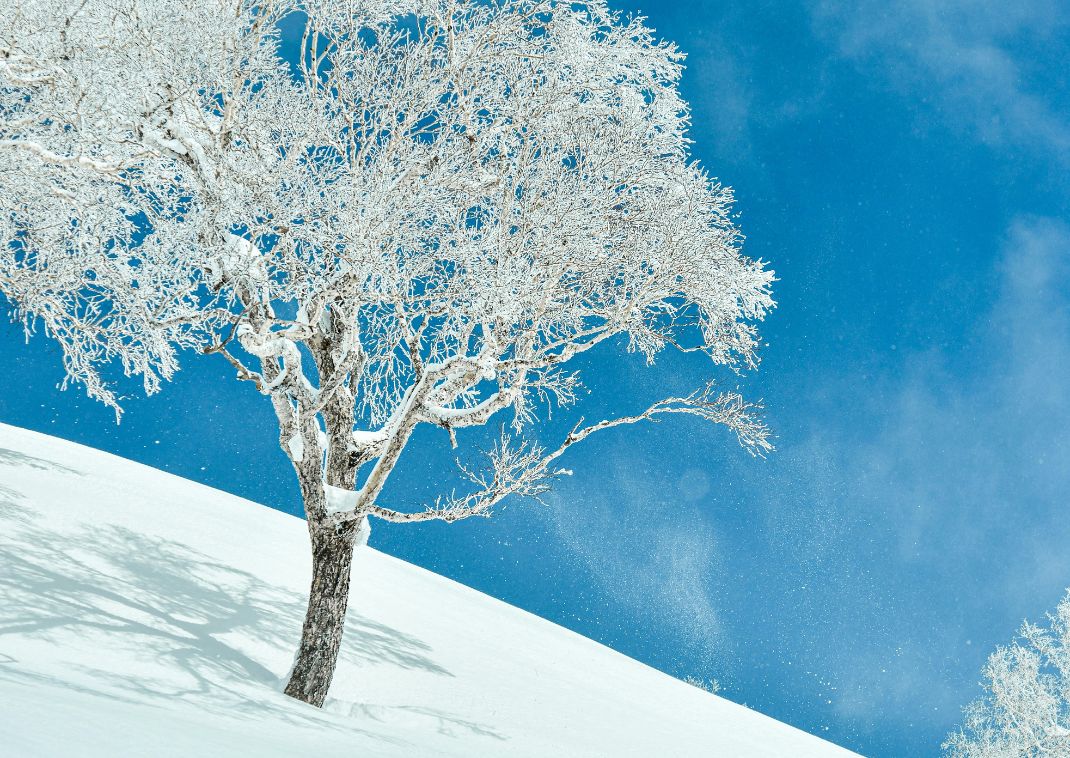 Powder snow on the mountain of Niseko, Hokkaido, Japan