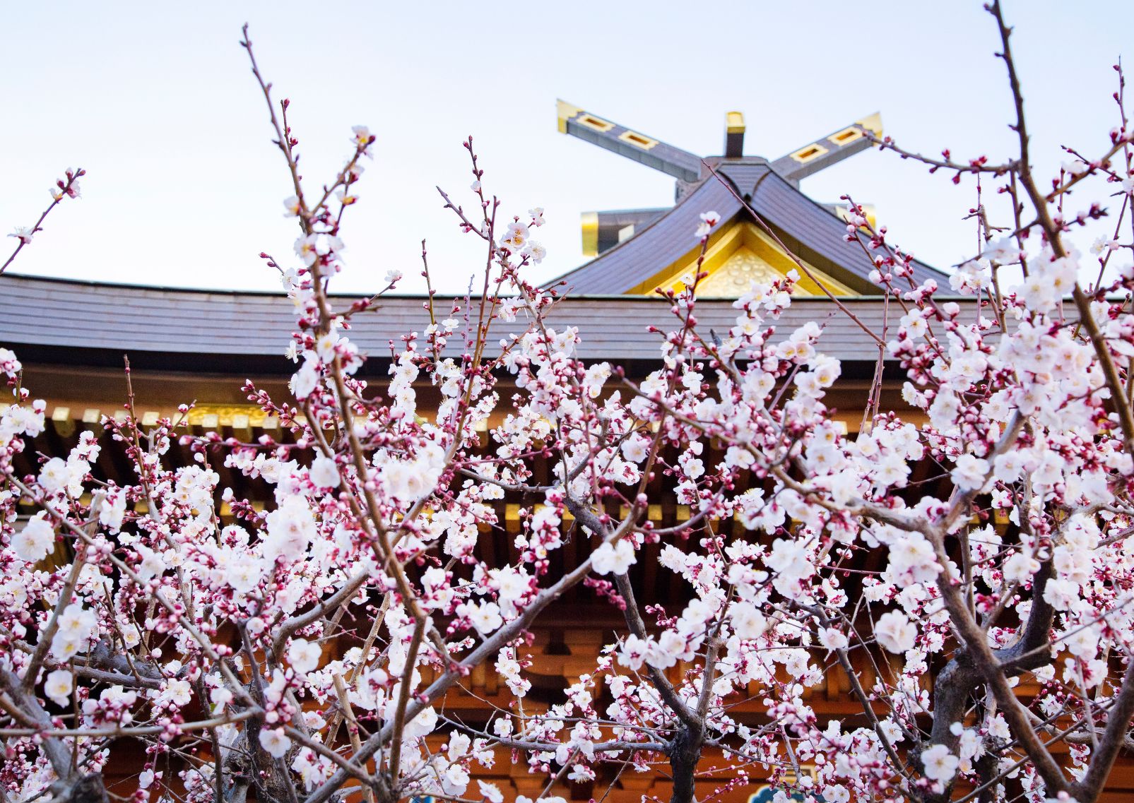 Plum blossoms at Yushima Tenjin Shrine, Tokyo, Japan