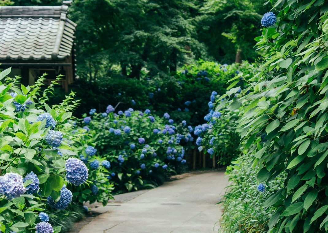 Hydrangea in Hase Temple’s garden, Kamakura, Japan