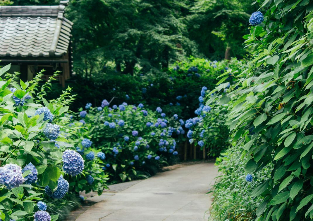 Hydrangea in Hase Temple’s garden, Kamakura, Japan