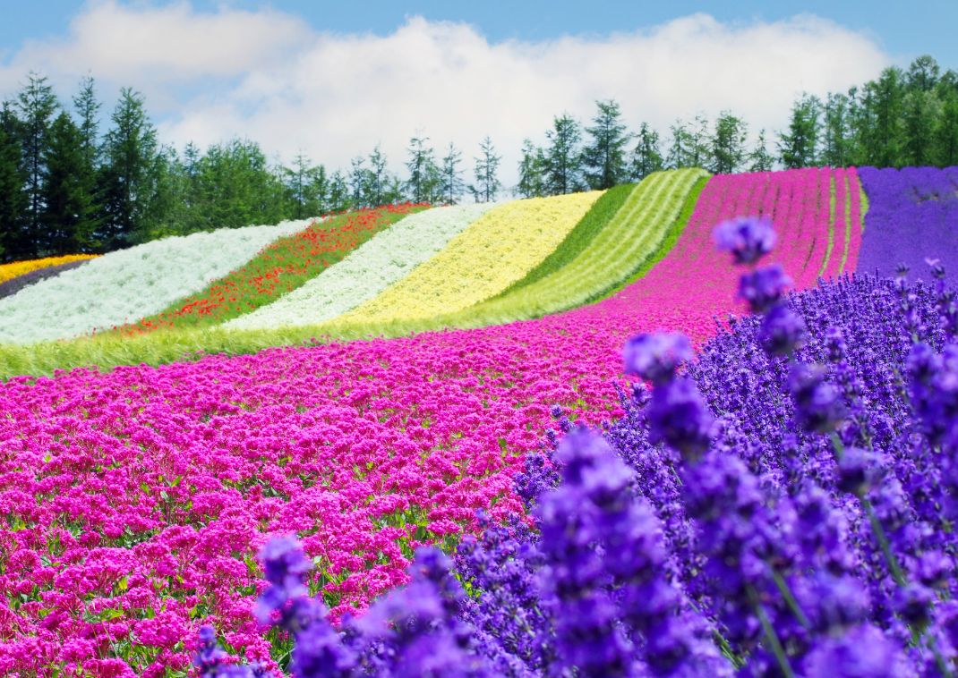  Lavender fields of Tomita Farm