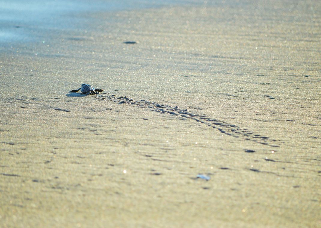 saying goodbye to a baby sea turtle