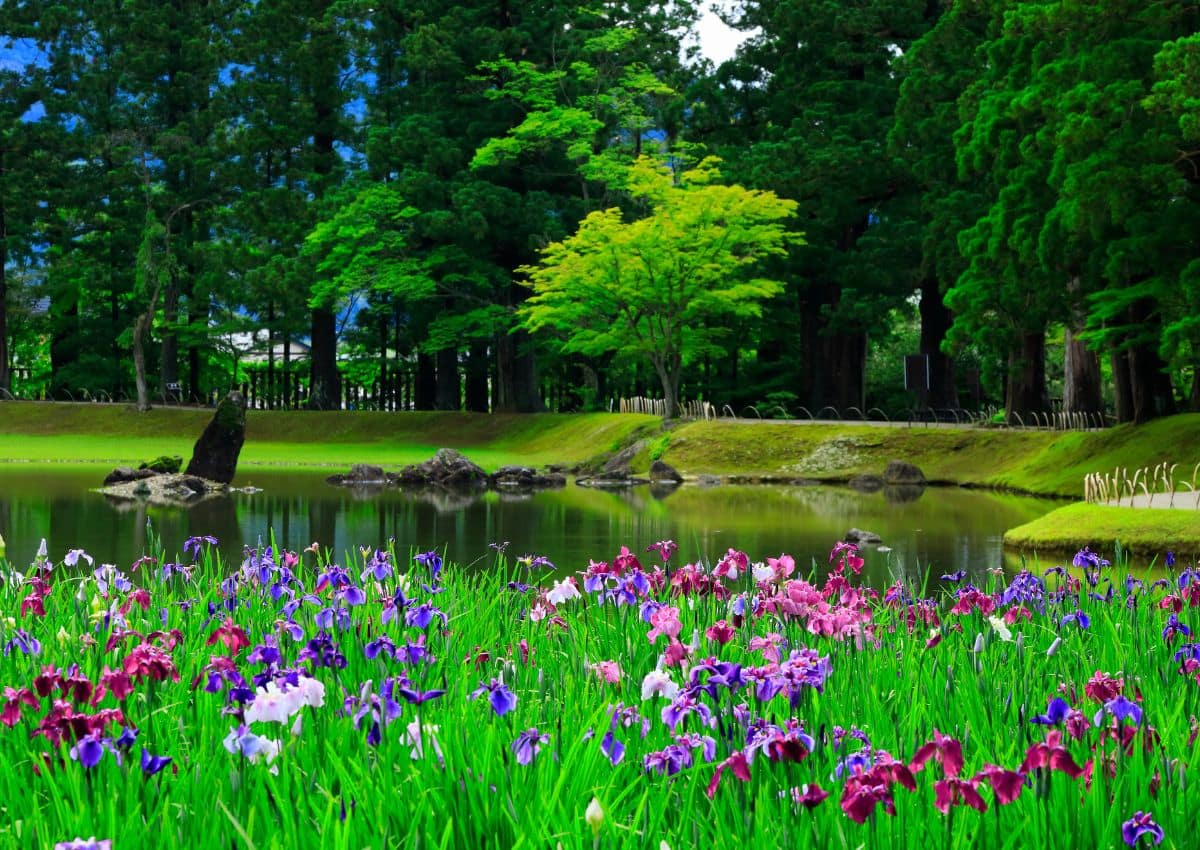 Iris garden in Hiraizumi, Iwate